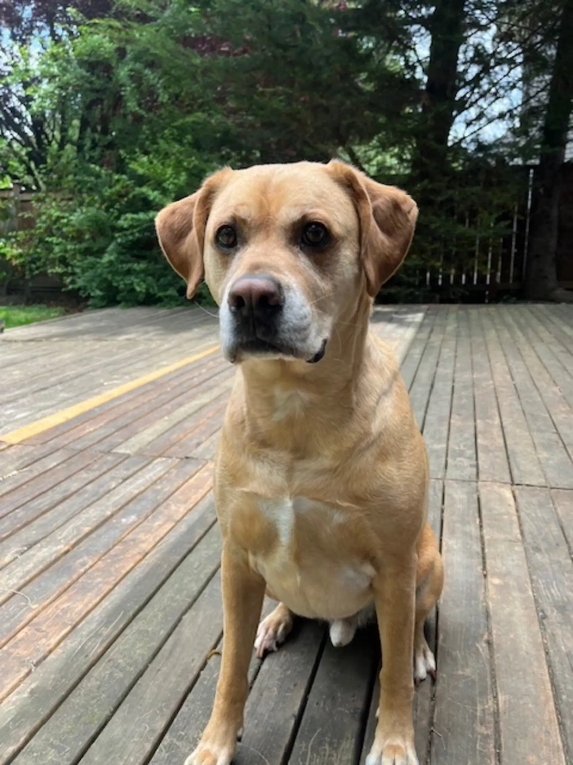 Dog with clear skin after being treated with Cytopoint