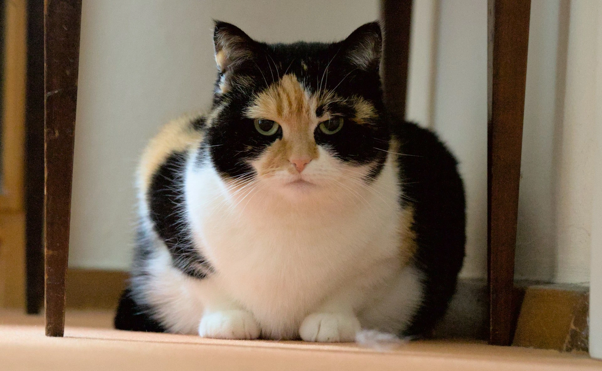 A calico cat sits on a floor under the table.