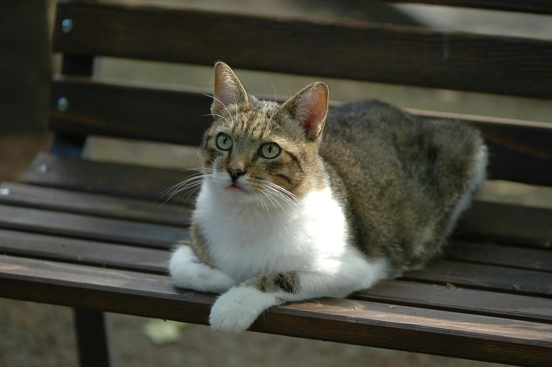 A cat with brown striped and white fur sits on a wooden bench, looking up.