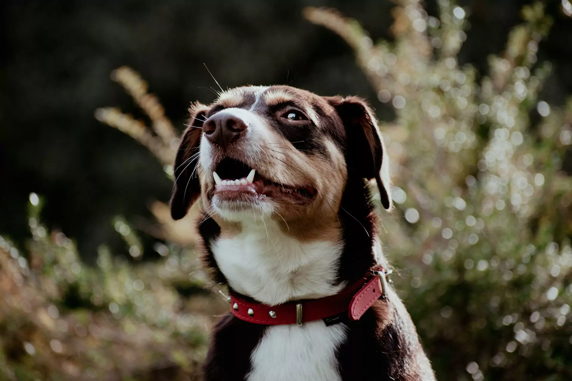 A dog with a brown, white, and black face and a red collar looks up with its mouth open.