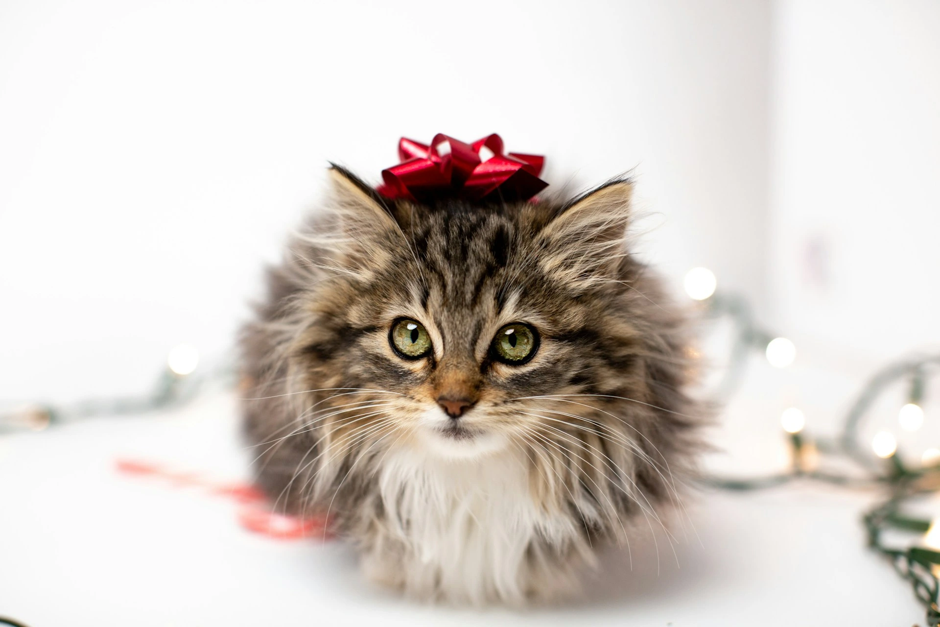 A tabby kitten wears a red bow on its head against a blurry Christmas lights on a white surface.