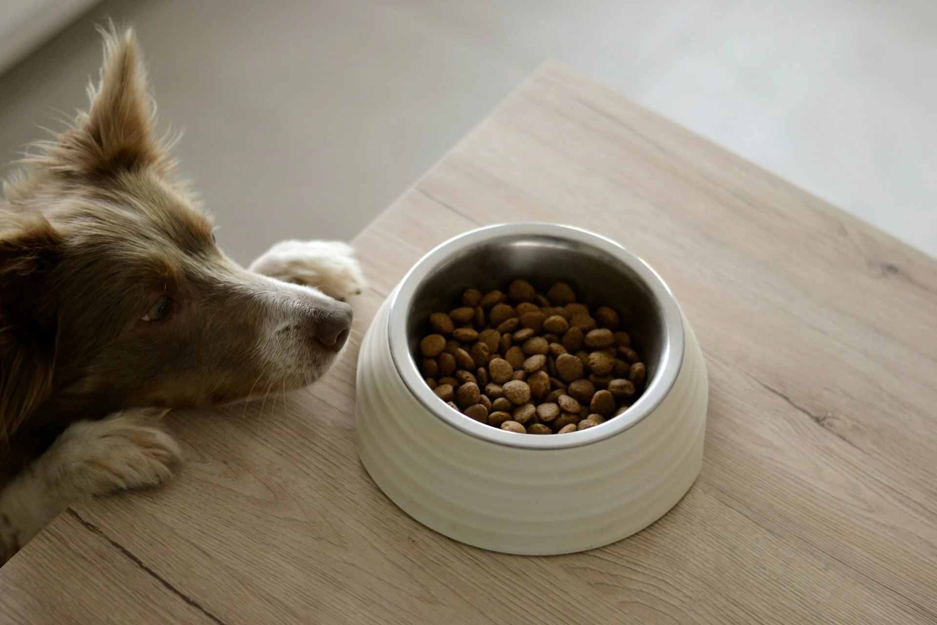 A medium-sized light brown and white dog with its head on a table stares longingly at a bowl of dog food.