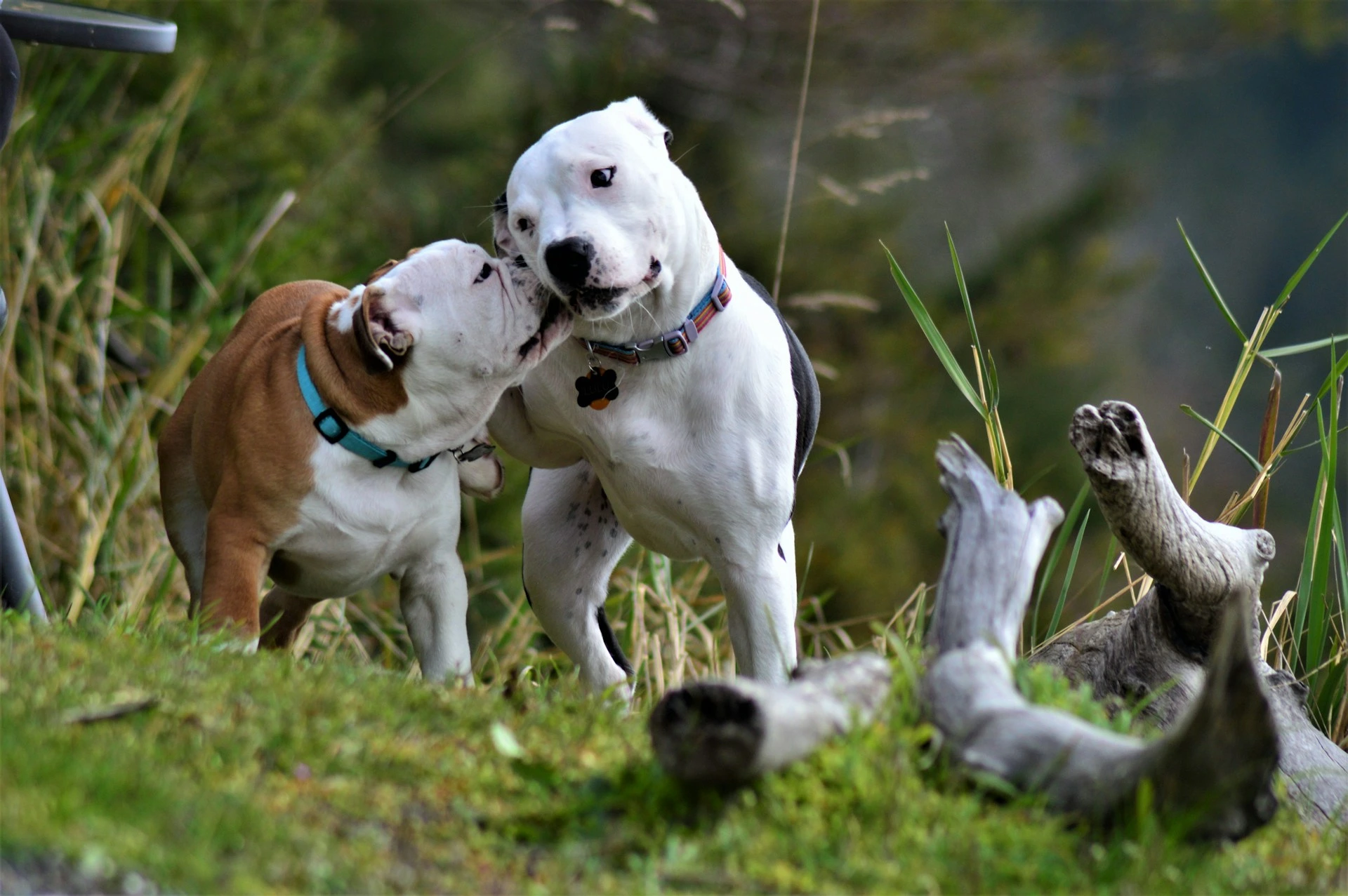 A white and black American Bulldog and a small brown and white Bulldog puppy play together on a grassy hill.