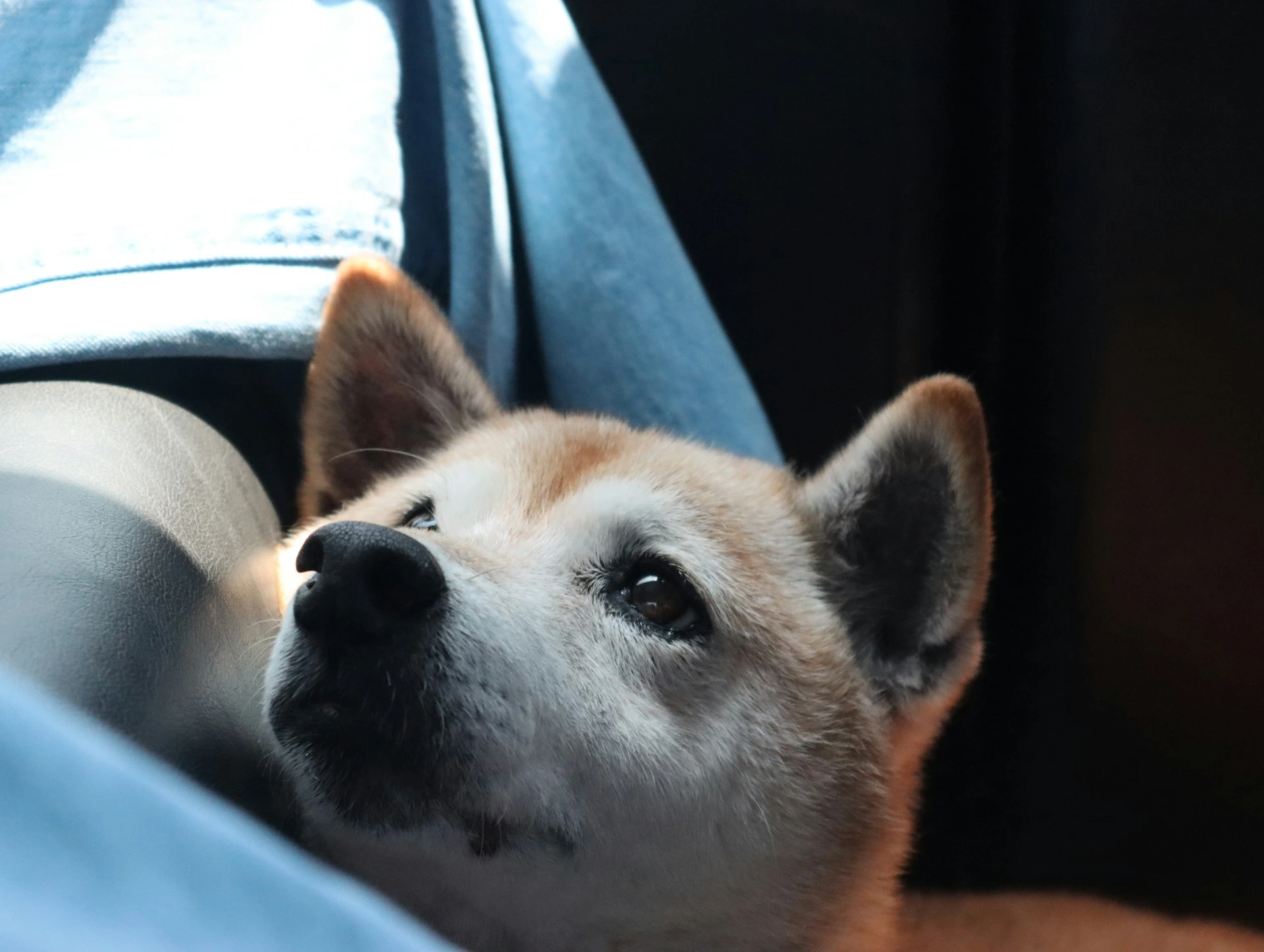 A Shiba Inu sits in a car and looks up, with sunlight shining on its fur.