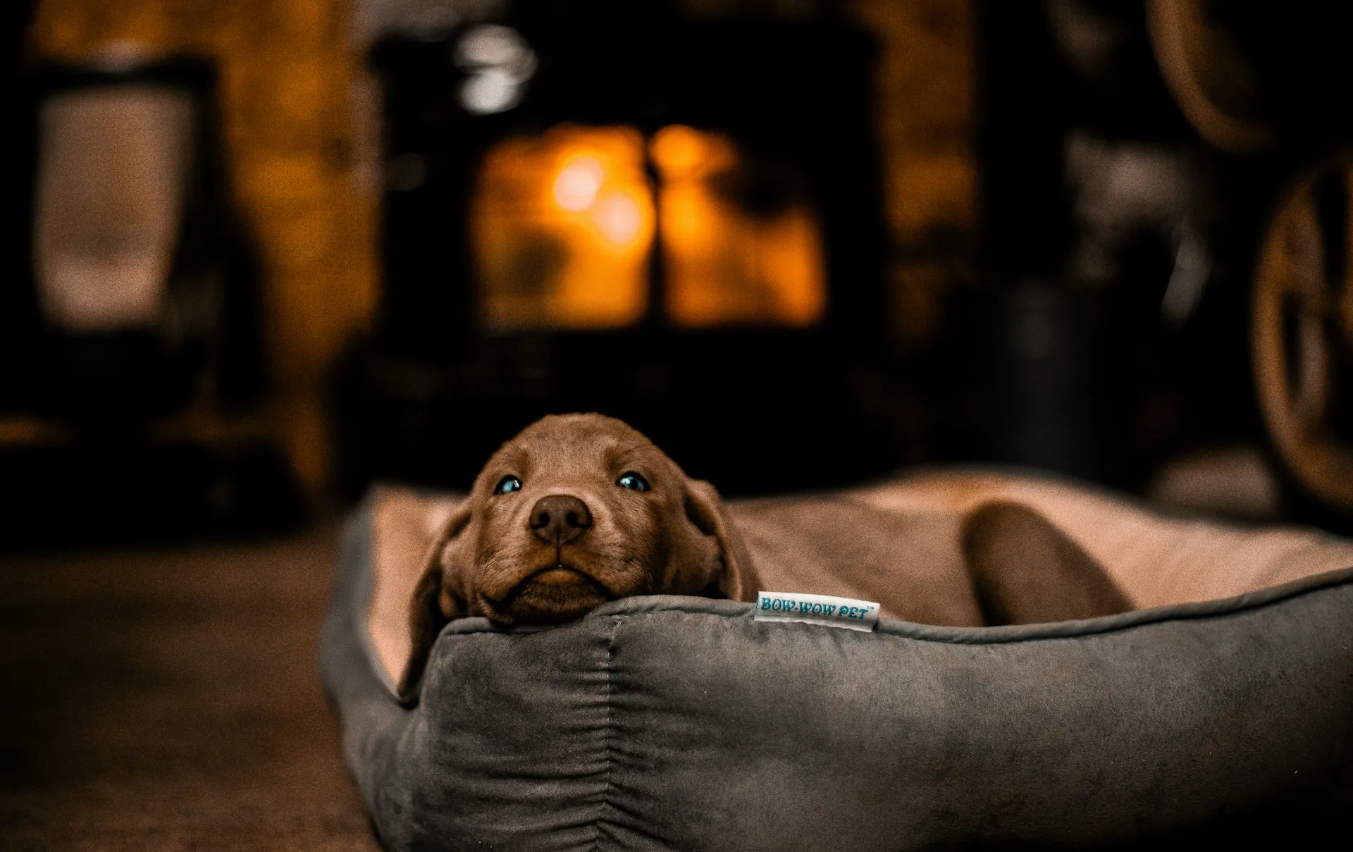 A brown puppy with blue eyes lies in a gray dog bed in front of a fireplace.