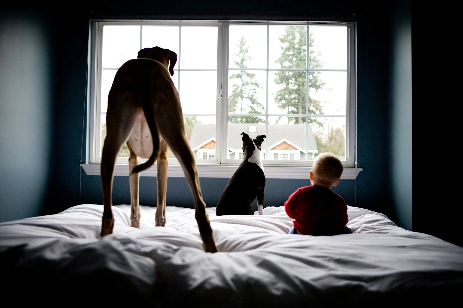 A child in a red shirt and two dogs, a tall tan dog and a smaller black and white dog, all sit on a bed looking out a window.
