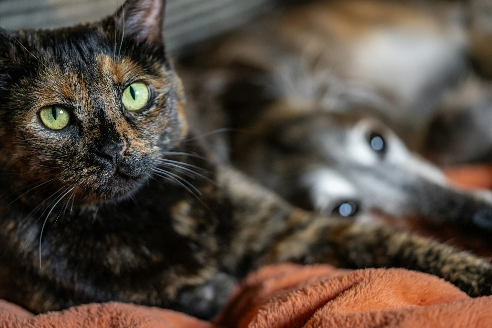 A cat lies on an orange blanket. A gray dog is out of focus in the background.