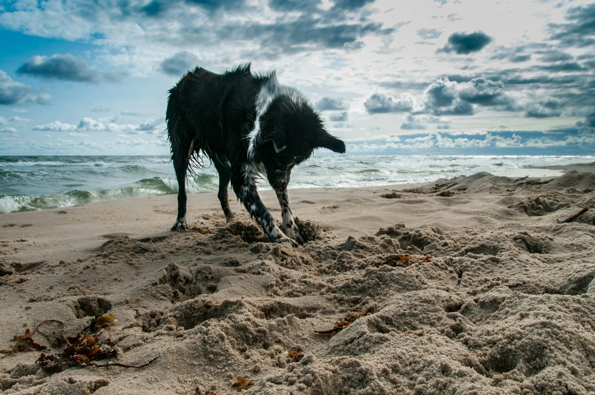 A black dog digging sand on the beach.