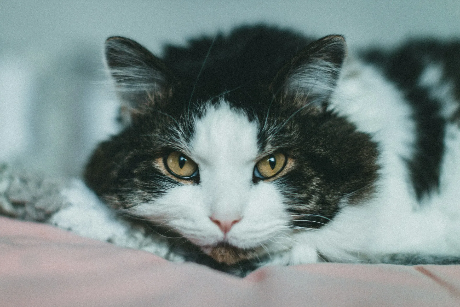 A long-haired black and white cat with golden eyes is lying down.