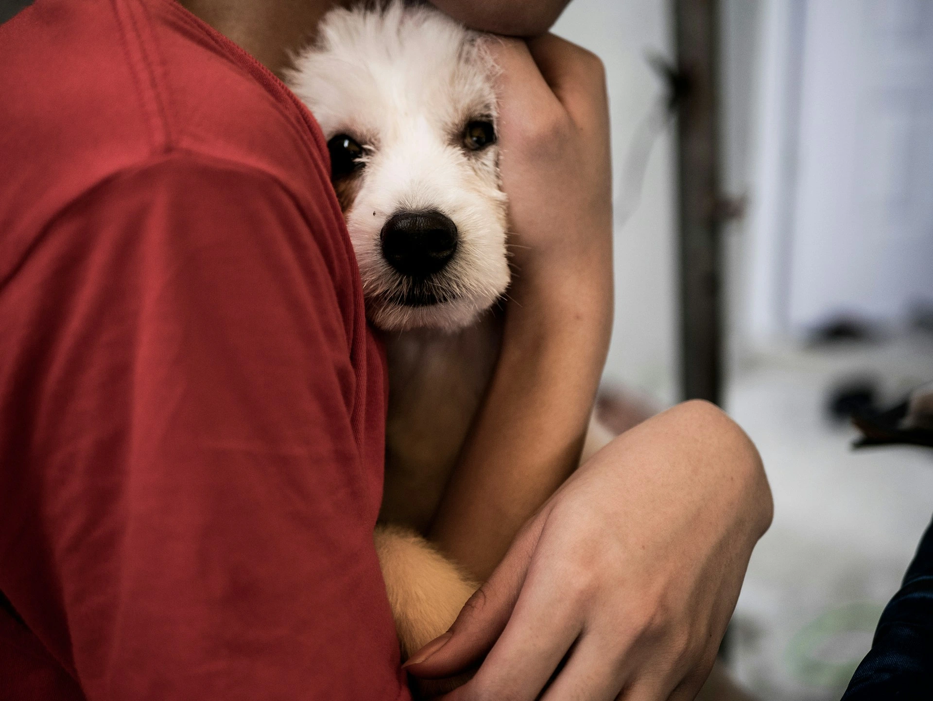 A small white fluffy dog is cradled in a person's arms.