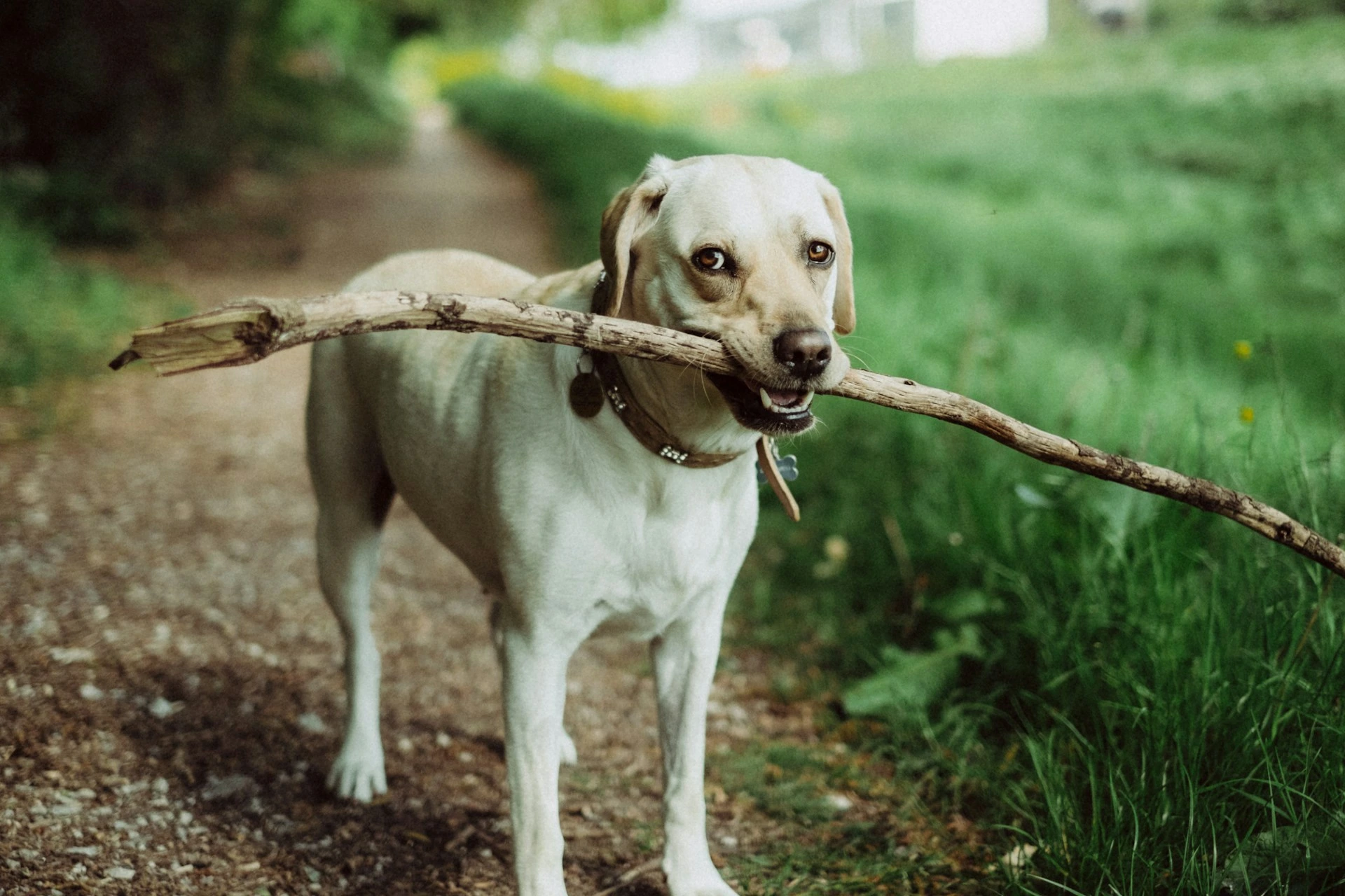 A Labrador Retriever with a stick in its mouth while standing on a dirt path in a grassy field.