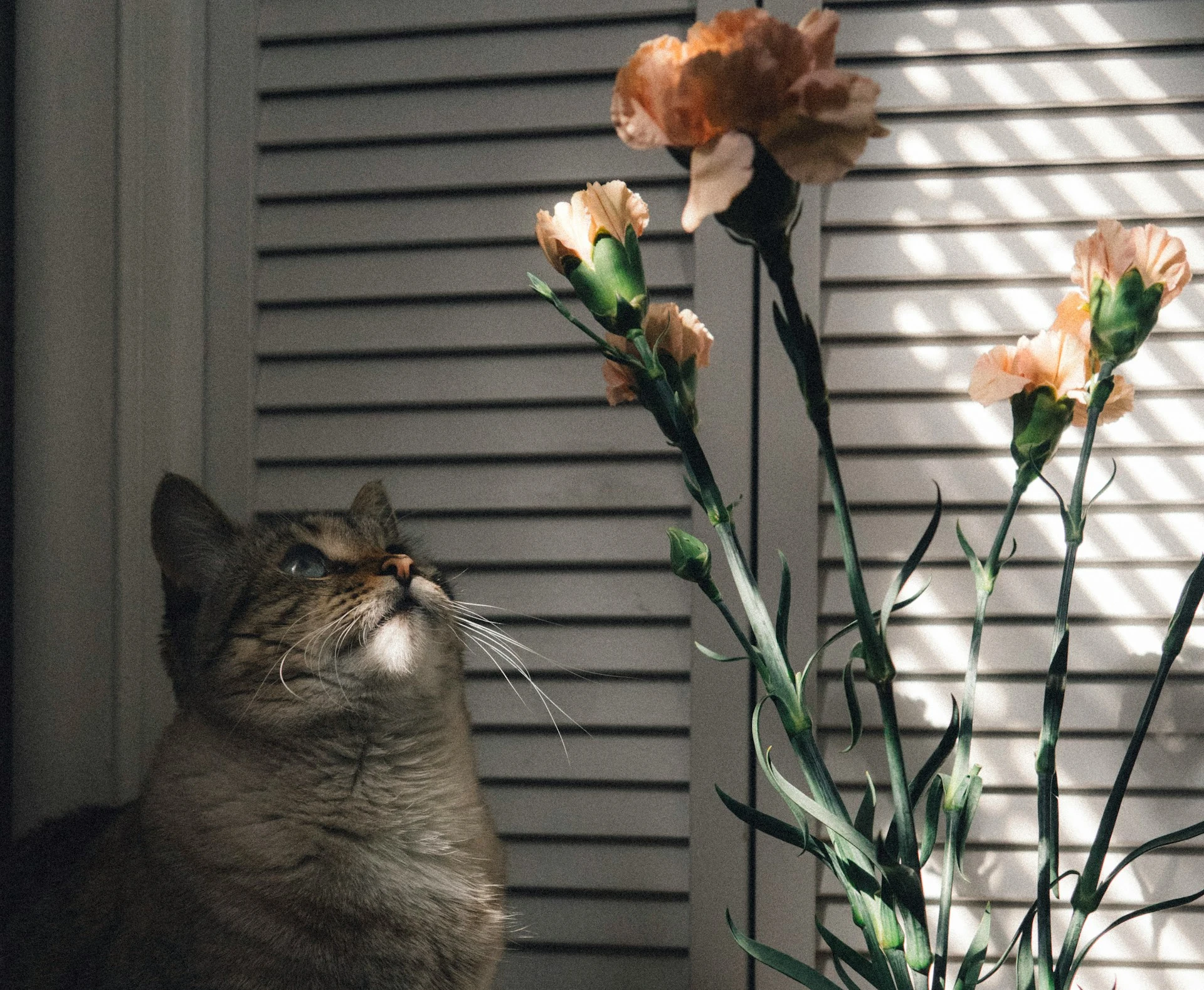 A cat sits next to a vase of peach-colored carnation flowers.