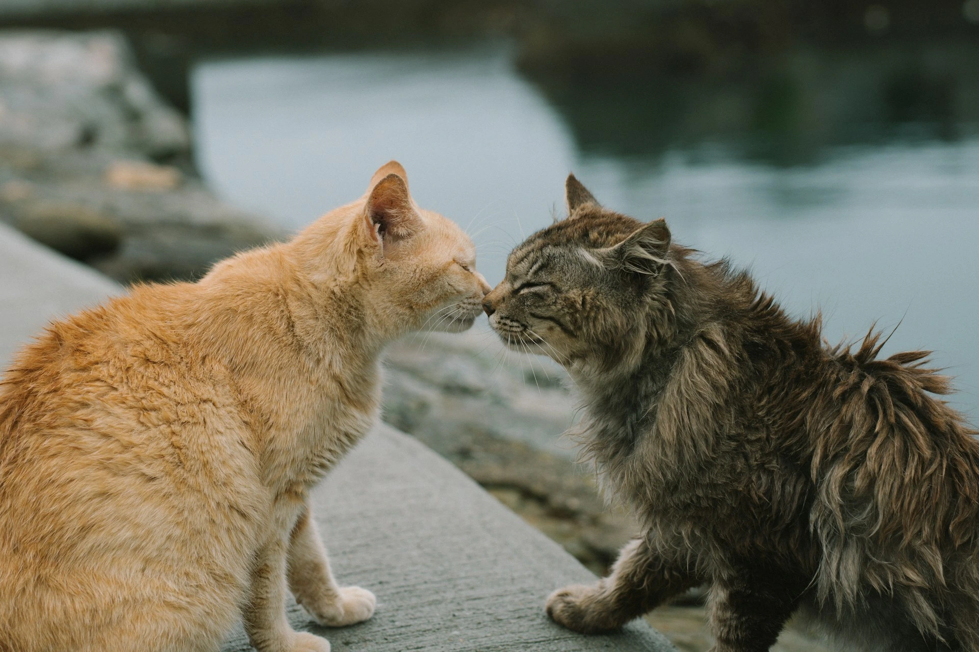 Two cats are nose to nose standing on a ledge with water in the background.