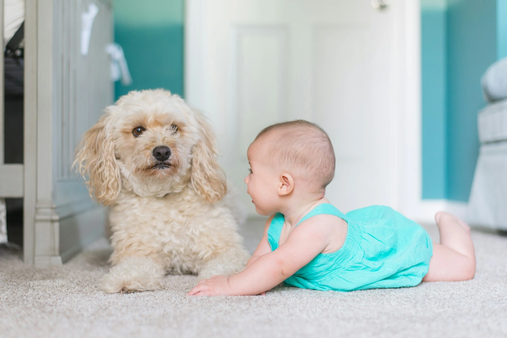 A baby in a turquoise outfit lies on a carpet, looking at a fluffy, light-colored dog.