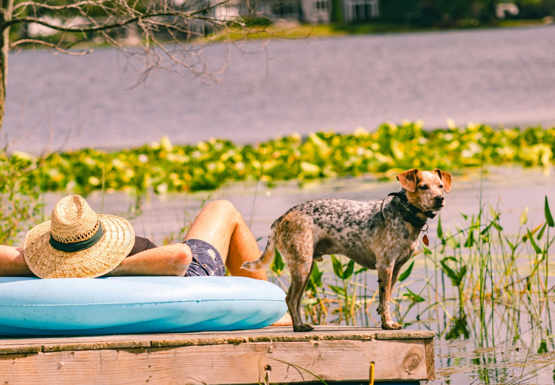 A dog stands on a wooden dock next to a person sunbathing on a blue raft.