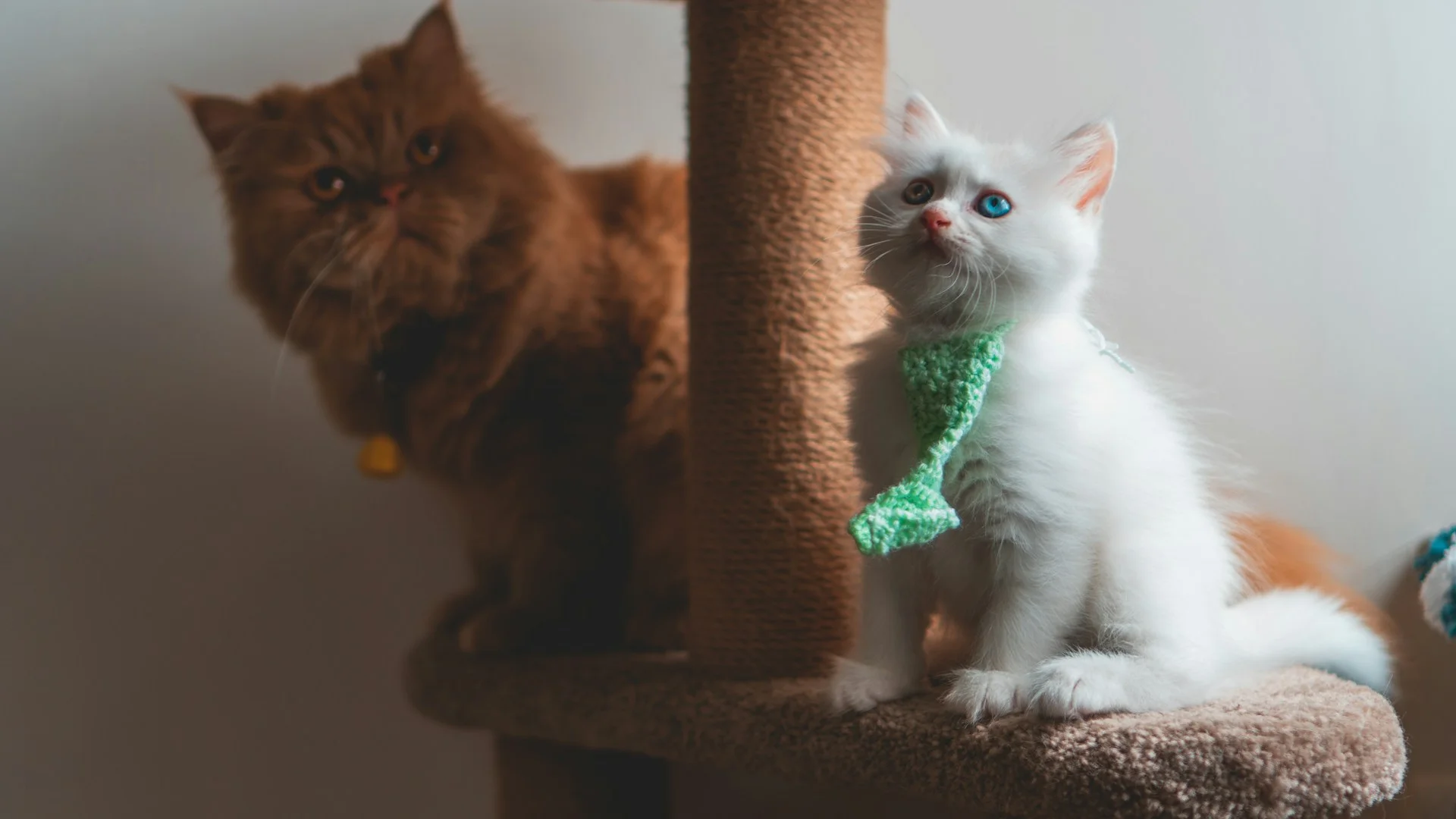 A white kitten with a green knit scarf and a fluffy orange cat sit on a cat tree.