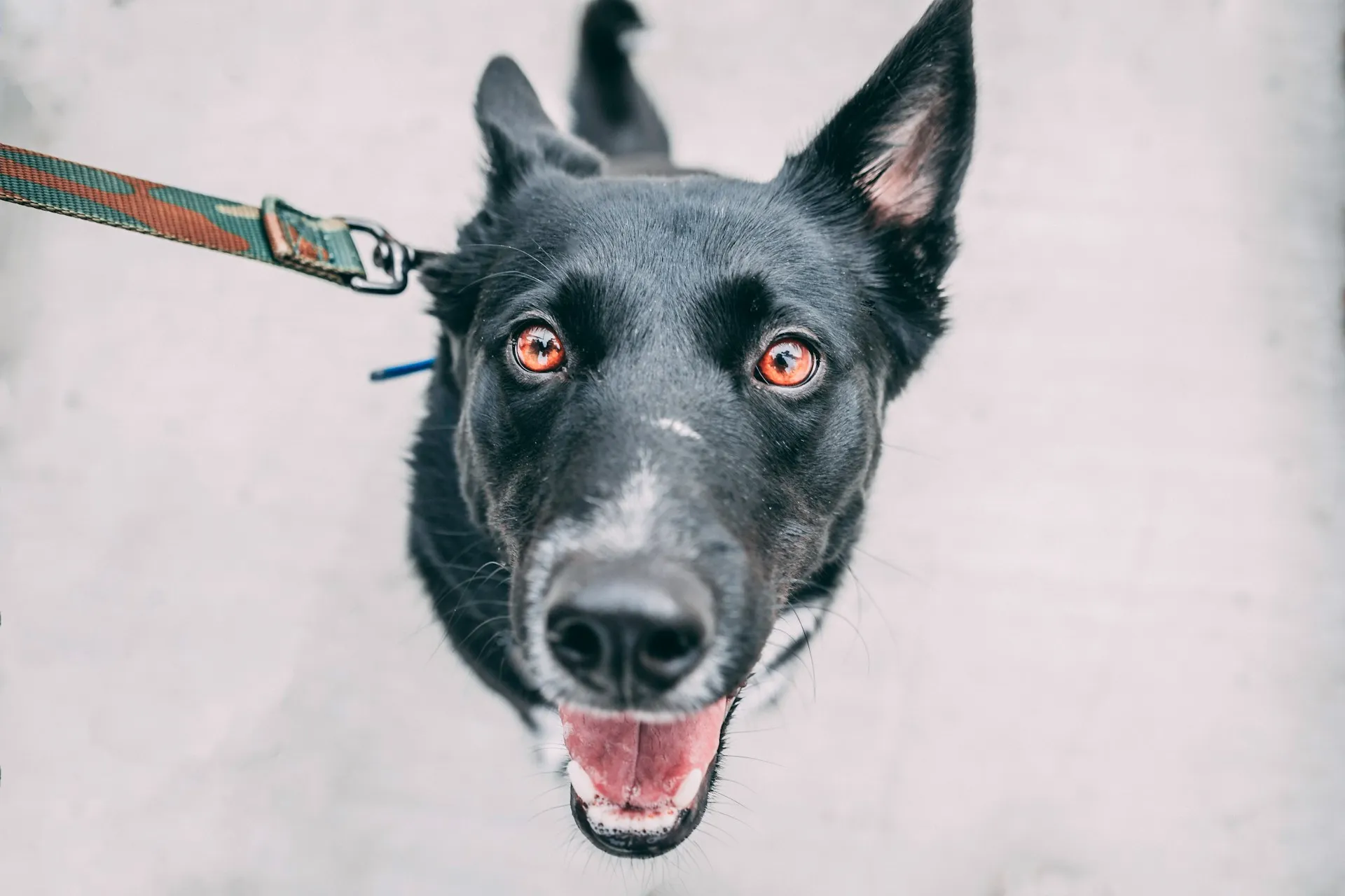A close-up of a black dog with a camouflage leash looking up at the camera.
