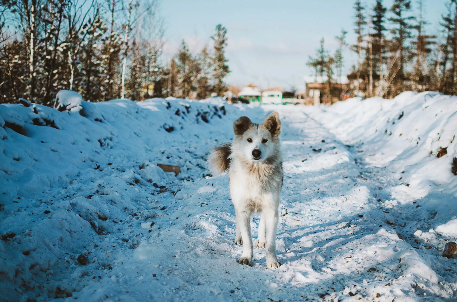 A white and tan dog walks on a snowy path.