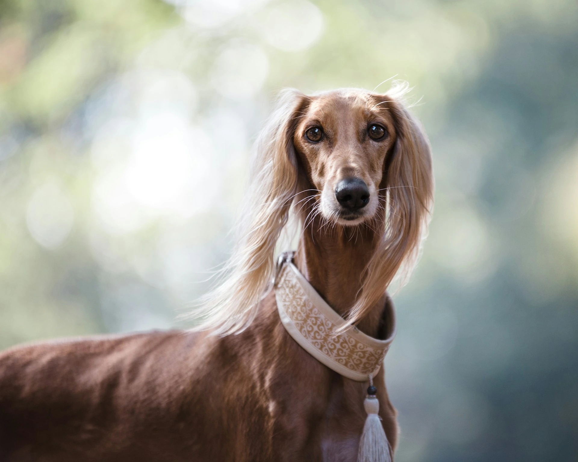 A brown Saluki dog standing outdoors against a blurred background.
