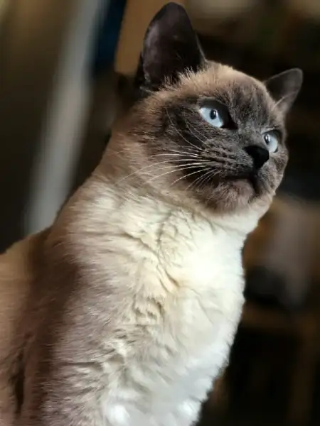 Denise